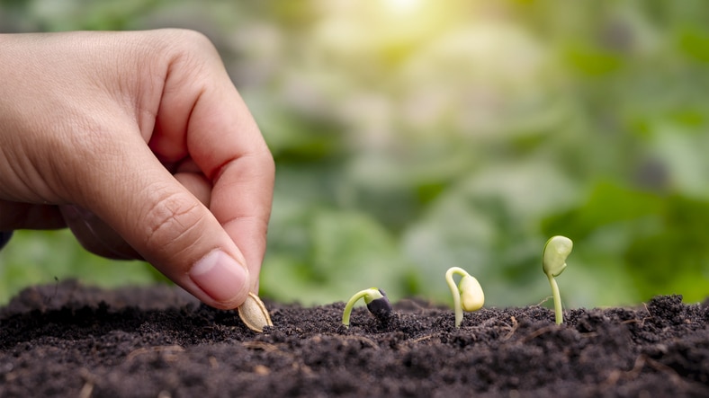 Hand planting with seeds and trees planted in the soil in order of germination. plant growth concept